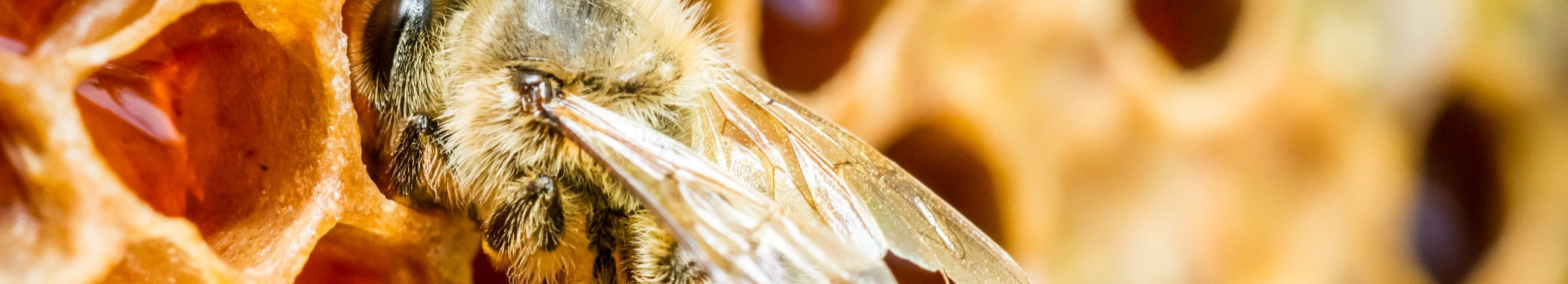 We provide comprehensive audit and accounting services tailored for small to medium-sized enterprises, alongside producing and distributing premium beekeeping products.