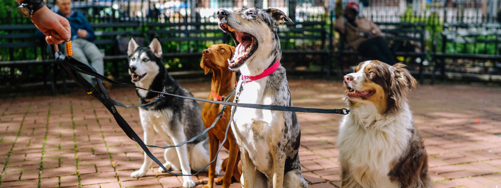 KUTSIKASTKOERANI OÜ - Dog care, dog training
