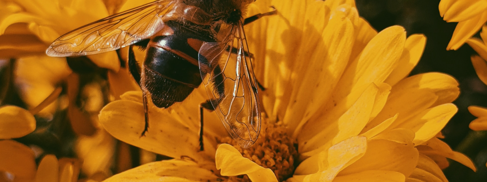 Bee keeping in Saaremaa vald