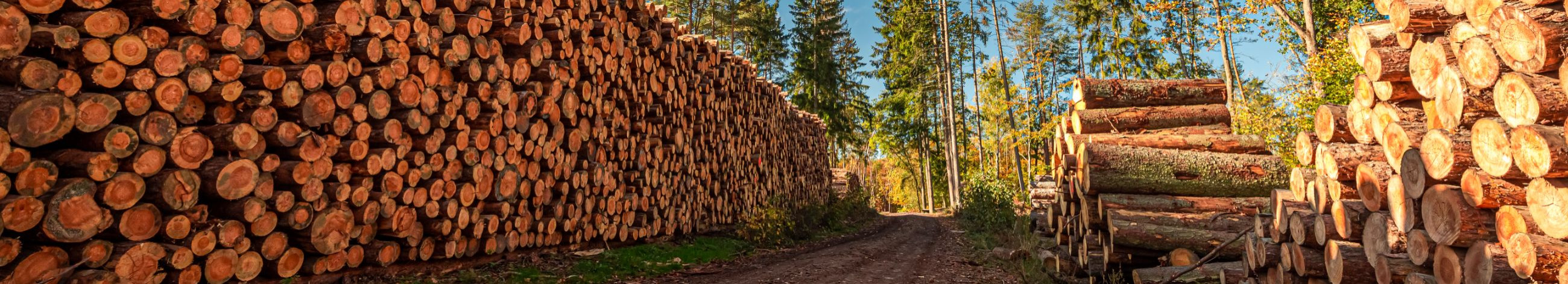 We specialize in comprehensive forestry services including logging, timber concentration, and land clearing.