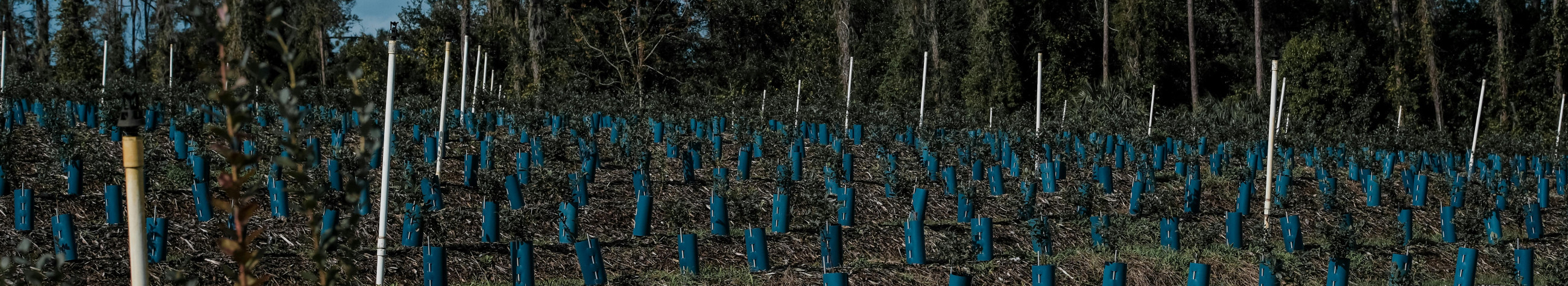 Integreeritud metsandus- ja kinnisvarateenused: metsade uuendamine, hooldus ning möbleeritud üüripindade haldamine. Suurendame metsa töökindlust ja tagame omanikele ning üürnikele lihtsa, usaldusväärse üürikogemuse.