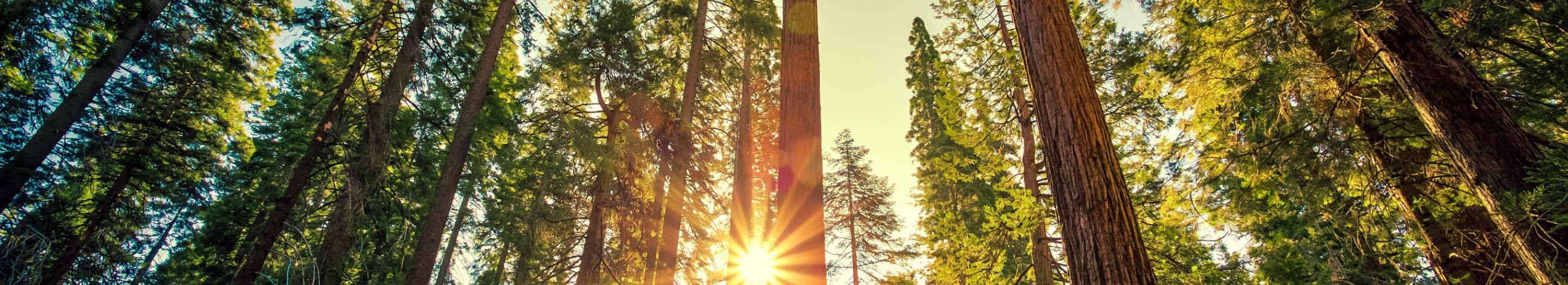 Complete forest management and technical installation services - fast, safe and cost-effective implementation with a fleet and a trained team.