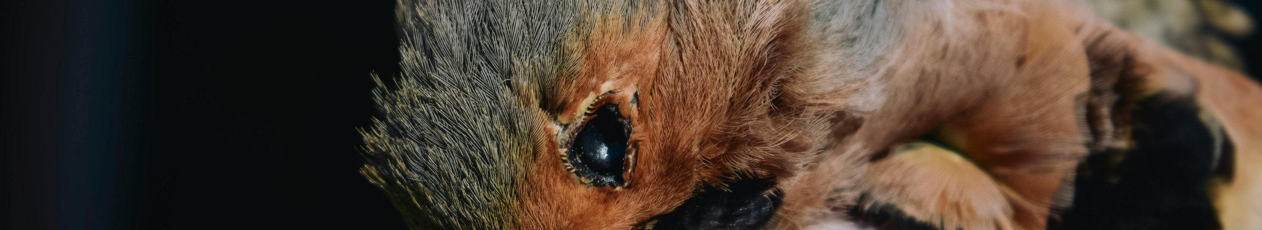 Pakume kiiret abi metsloomade ja lindude probleemide korral, alates püüdmisest ja ümberpaigutamisest kuni eemaldamise ja puhastamiseni. Toetame omavalitsusi, omanikke ja koostööpartnereid.