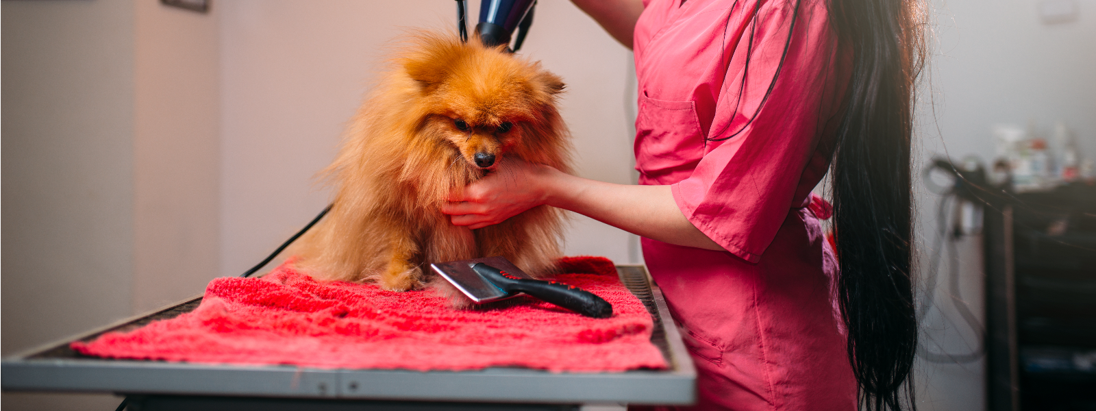 SILVERSHELL OÜ - We provide comprehensive pet grooming services, including ultrasound tooth cleaning, trimming, and nail ...