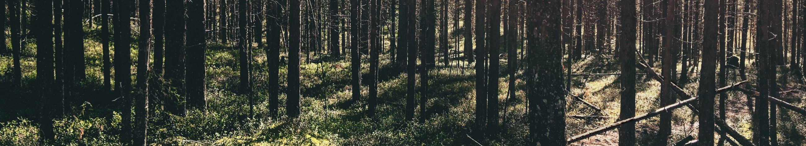 Põlismetsad OÜ on metsandusega tegelev Eesti ettevõte. Nagu kõik, kes tahavad äris ellu jääda, tegeleme ka meie kõigega, mis toob majanduslikku kasu ja allub Eesti seadustele.