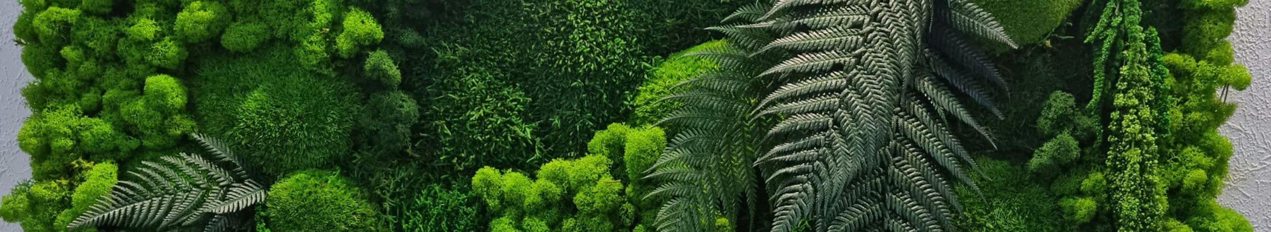 moss walls, automated watering, phytosein, additional lights, watering system, mini plant wall, live plants, automatic watering system, sewerage and water supplies, partitions with plants