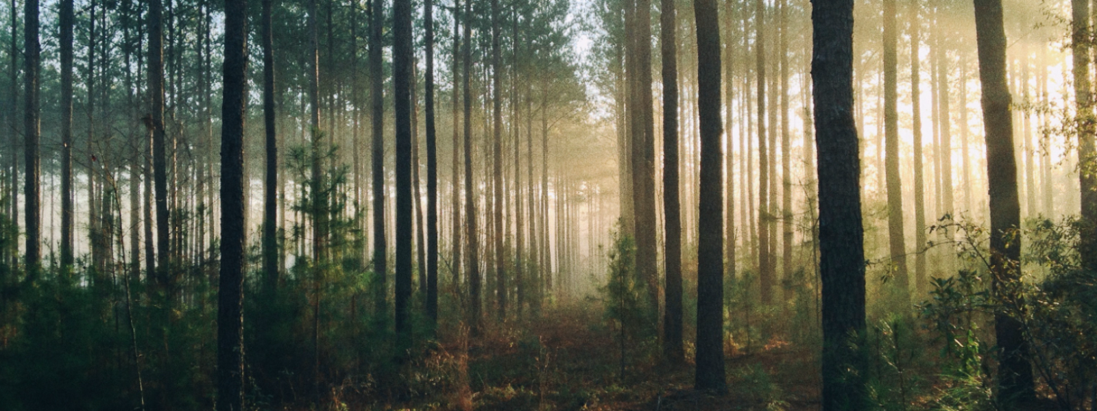 TEHINGUKESKUS OÜ - Tehingukeskus on Eesti juhtiv ettevõte, mis pakub läbipaistvaid ja kasumlikke tehinguid metsa- ja p...