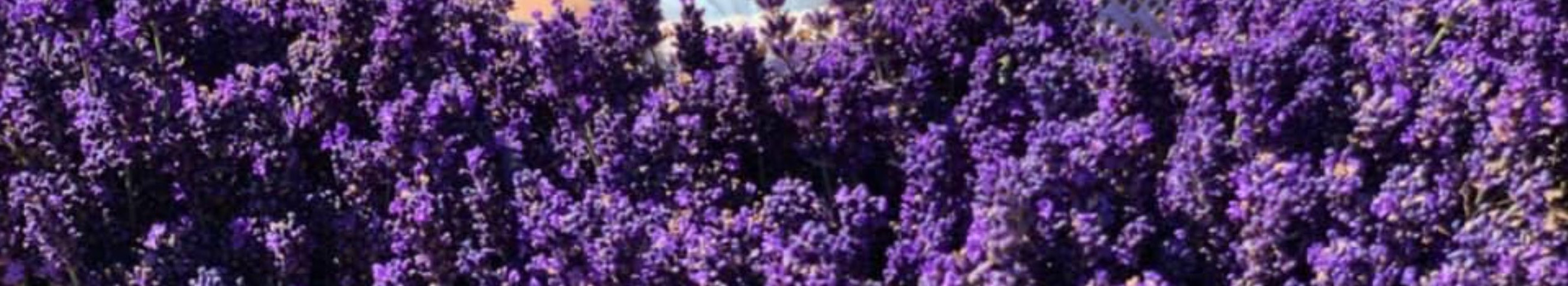 Organic lavender grown in Hiiumaa - natural cosmetics and food products, gift sets and seasonal farm experiences. Webstore and on-site visit.