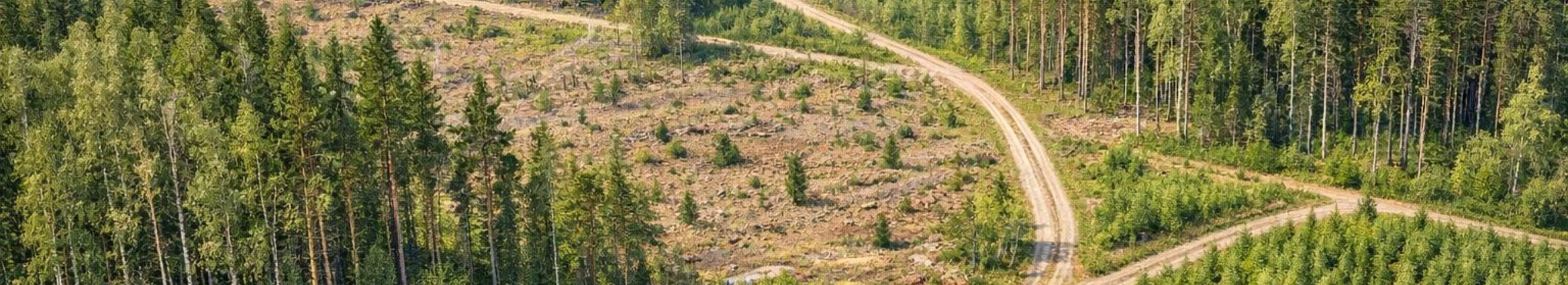 We offer a full service in forest management - from logging planning to timber export. We increase the value of the forest and ensure the reliability of the works.