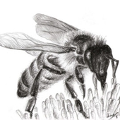 UP MESI OÜ - UP mesi meepood – Mesi, suir, käsitööna valminud mee- ja vahatooted