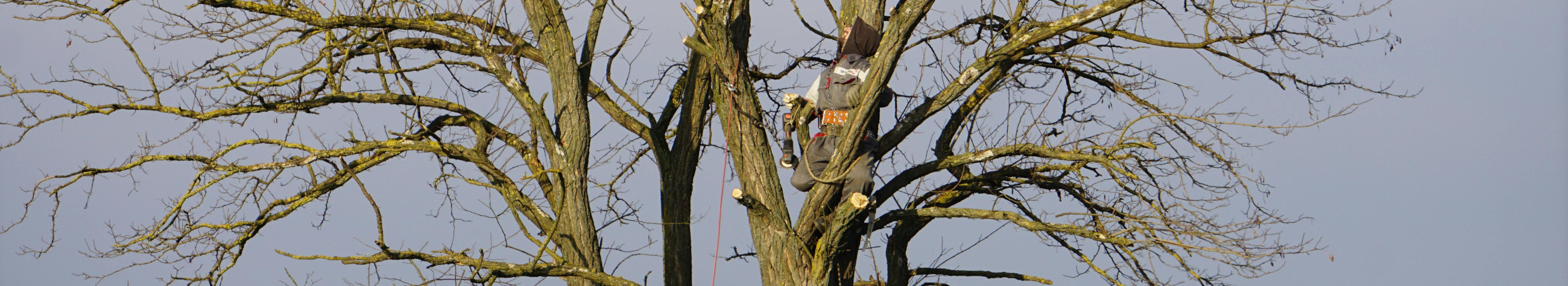 Of certified arbor, maintenance of trees, Hazardous Trees, Grinding of straws, Consultation of permits, removal of trees, use of lifts, safety procedures, on-the-spot grinding, ground leveling