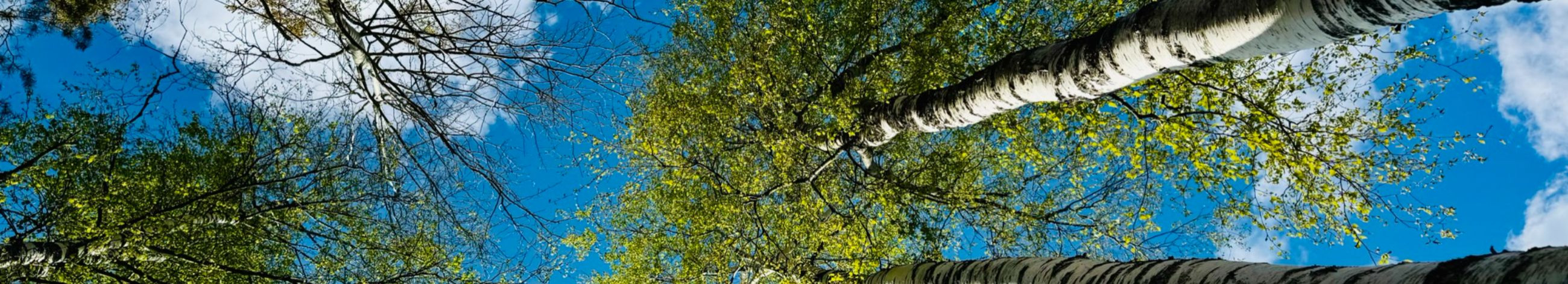 Snow control, forest work, brushcut with guillotine, sale of firewood, soil and excavation, landscape planning, cleaning ditches, excavation services, firewood sales, brush cutting with guillotine