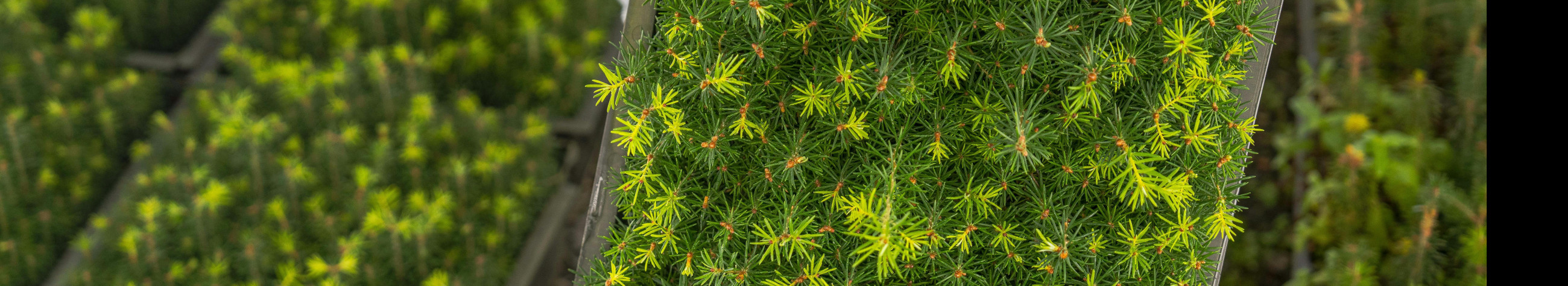 Full solutions for restoring forests and gardens and growing yields: planting, maintaining, protecting against pests and organising harvesting and harvest preparation.