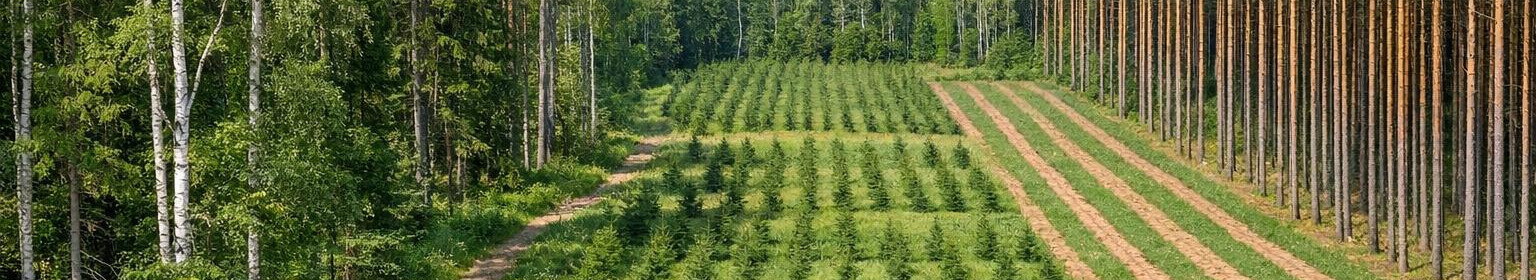 Pakume kohandatud metsaplaneerimist, hooldust ja kaitset, et kasvatada metsa tootlikkust ja pikaajalist väärtust ning vähendada riske.