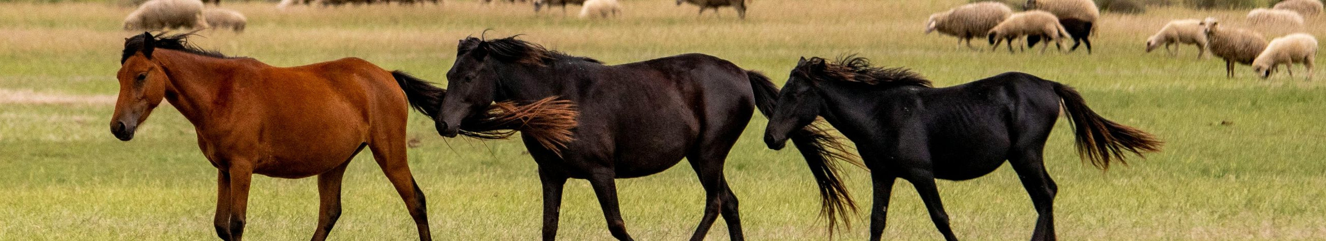 We offer breeding, breeding and sale of horses and sheep. You will find a practical choice for both horse and animal husbandry.
