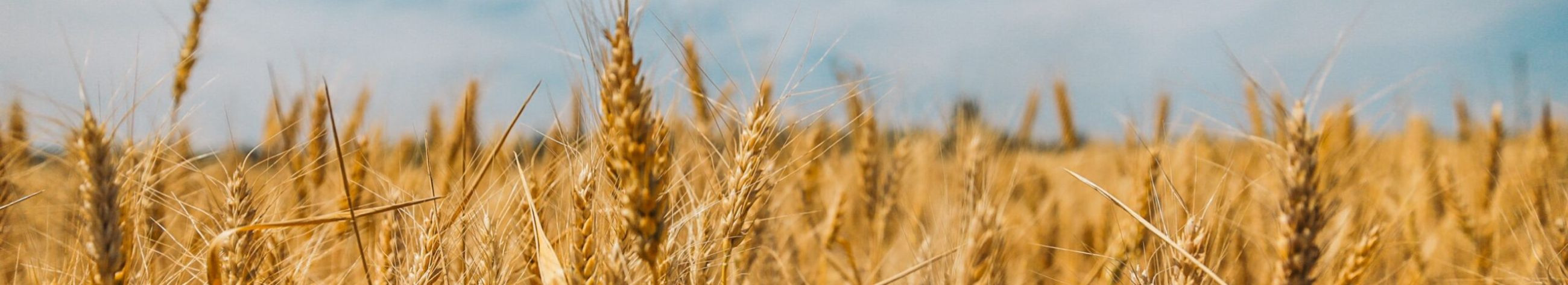 We provide comprehensive agricultural solutions including grain trading, feed components, and essential farming services.