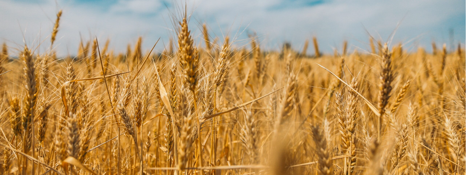 BALTIC GRAIN TRADE OÜ - Meie põhitöö on aidata Eesti põllumehel leida enda põllumajandussaadustele
õiglane hind ni...