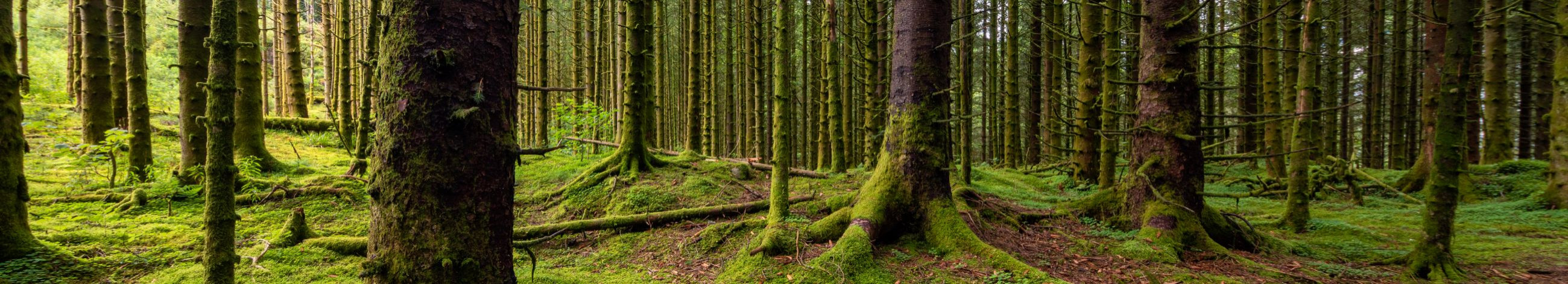 Tegeleme metsade istutamise, hooldamise ja hooldusteenuste pakkumisega.
