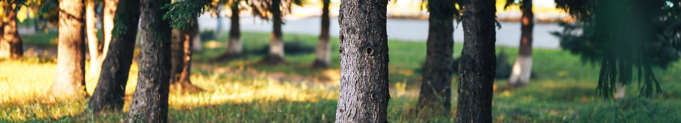 Pakume arboristiteenuseid, sealhulgas puude pügamist, eemaldamist ja tervise hindamist, et hoida kinnisvara turvalisena ja kaunina.