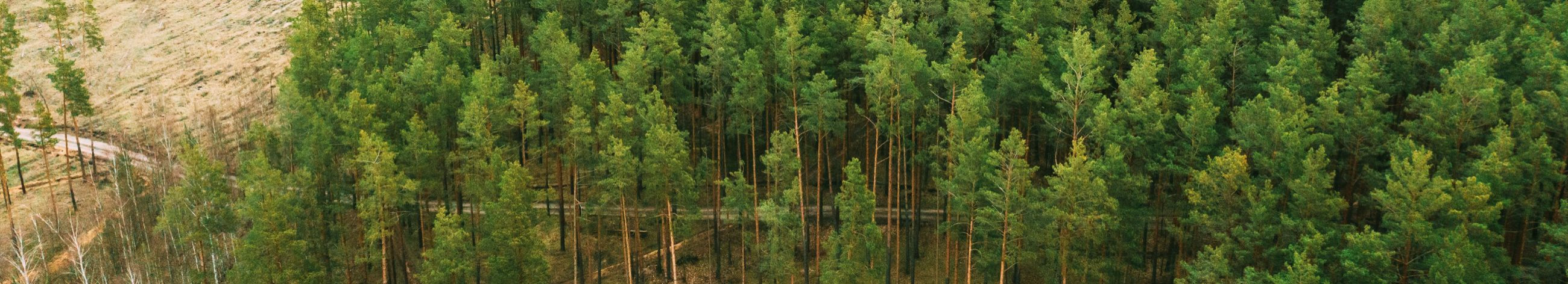 Suurim mainega ettevõte TR METSAHOOLDUS OÜ, maineskoor 2960, aktiivseid äriseoseid 2. Tegutseb peamiselt valdkonnas: Metsamajanduse abitegevused.