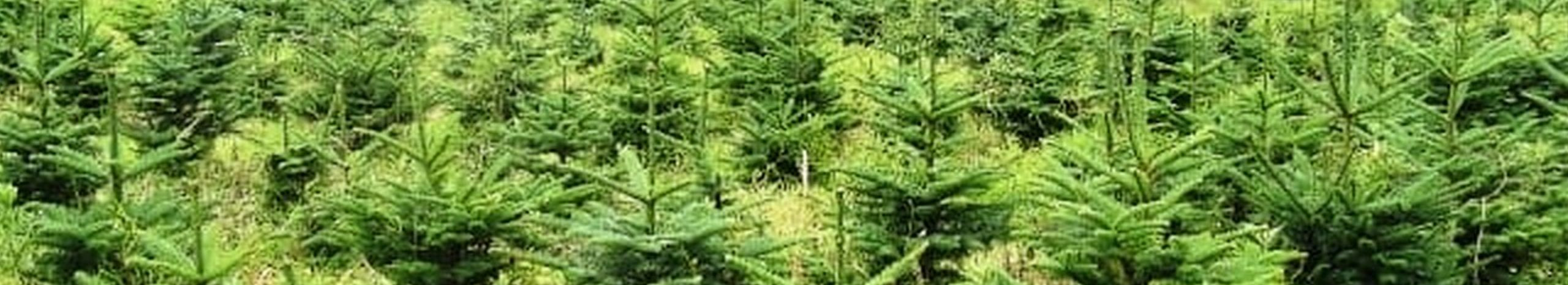 MANAGEMENT OF METSACULTURES, FINANCIAL SERVICE, green space maintenance, maintenance of immovables, logging purchase, forest cultivation, forestry management, Sustainable Forestry