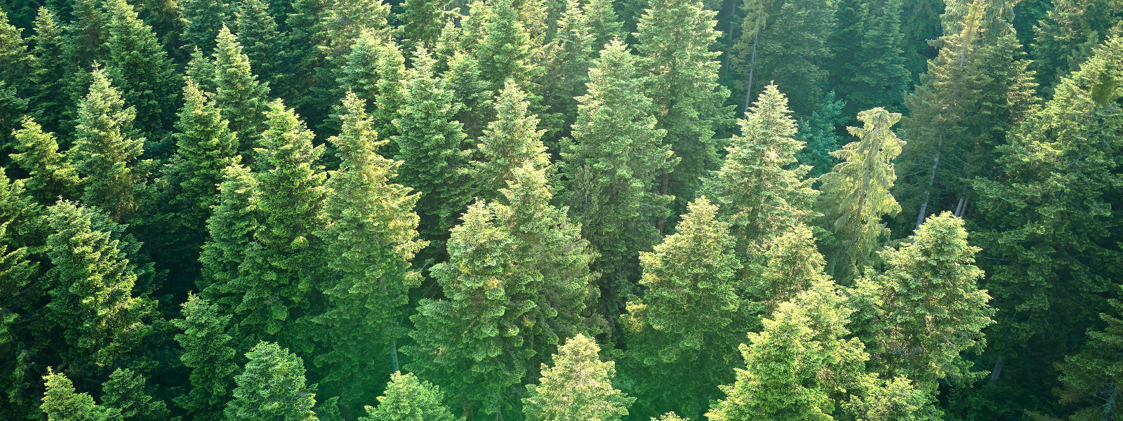 FREMMEL OÜ - Oleme teie usaldusväärsed partnerid metsanduse valdkonnas, pakkudes laia valikut teenuseid alates metsandu...