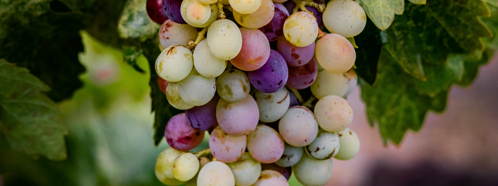 MULGIOTT OÜ - Tegeleme viinapuude hoolduse, nõustamise, viinapuu istikute müügi ja veinivalmistamise täislahenduste p...