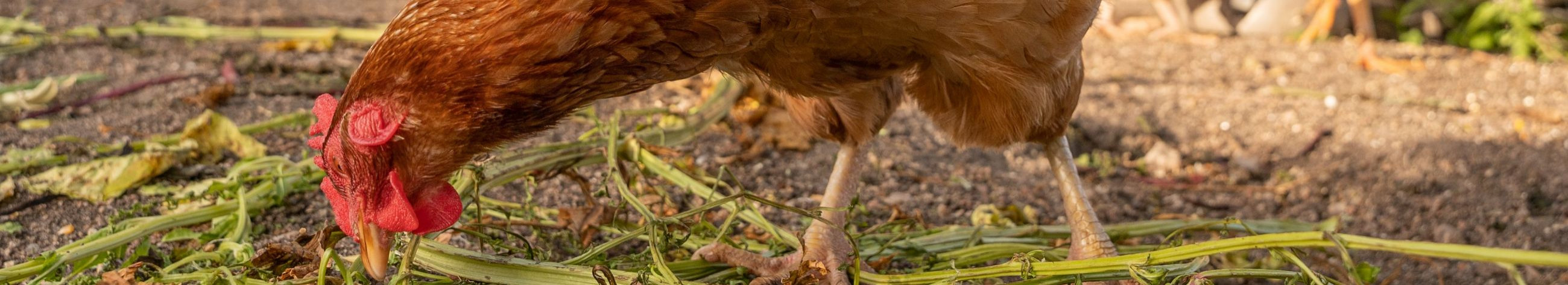 jätkusuutlik põllumajandus, osta talumune, talumunade tarnijad, kohalik kanafarm, taluvärske munapood, geenmuundamata terad, talukülastused, vabapidamine, toitainerikas sööt, talupood minu lähedal