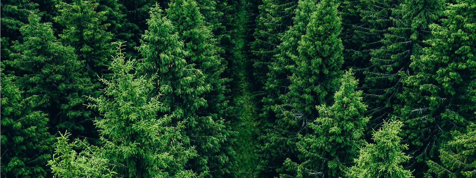 MUHUSALU OÜ - Muhusalu OÜ pakub professionaalseid metsaraieteenuseid, metsa ülestöötamiseks ja metsamajanduse teenuse...