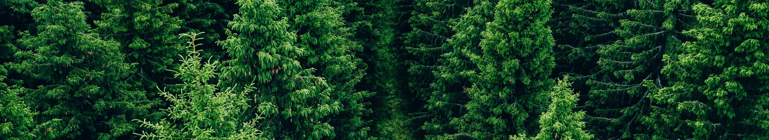Muhusalu OÜ pakub professionaalseid metsaraieteenuseid, metsa ülestöötamiseks ja metsamajanduse teenuseid, et taastada ja säilitada loodusliku ilu.