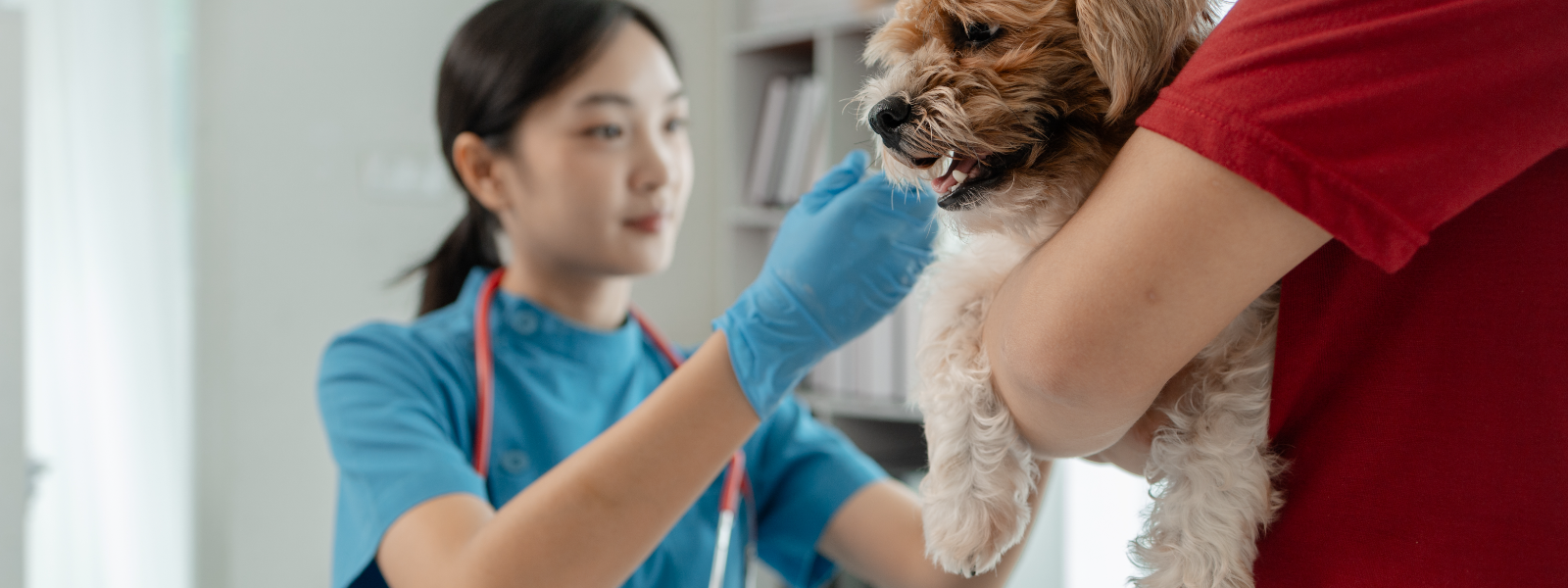 BALU LOOMAKLIINIK OÜ - Balu Loomakliinik pakub laialdasi veterinaarhoolduse teenuseid lemmikloomadele, et tagada iga lemm...