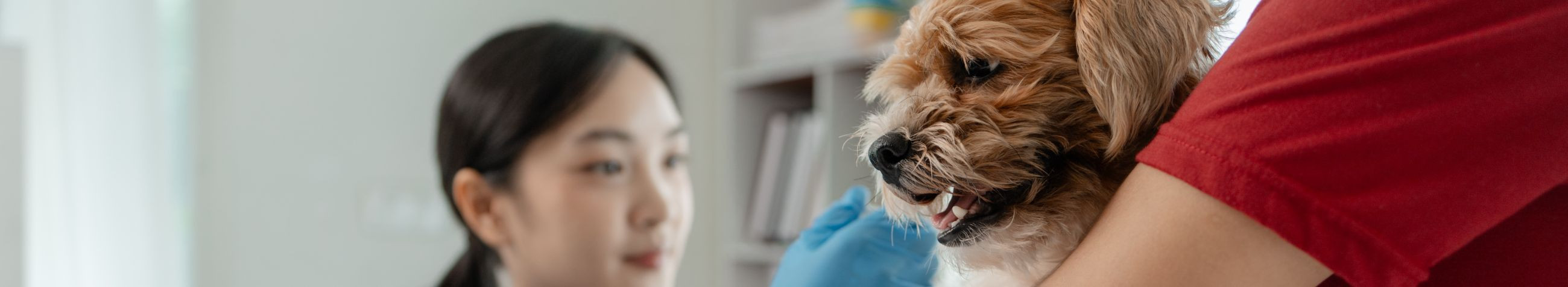 Balu Loomakliinik pakub laialdasi veterinaarhoolduse teenuseid lemmikloomadele, et tagada iga lemmiklooma heaolu.