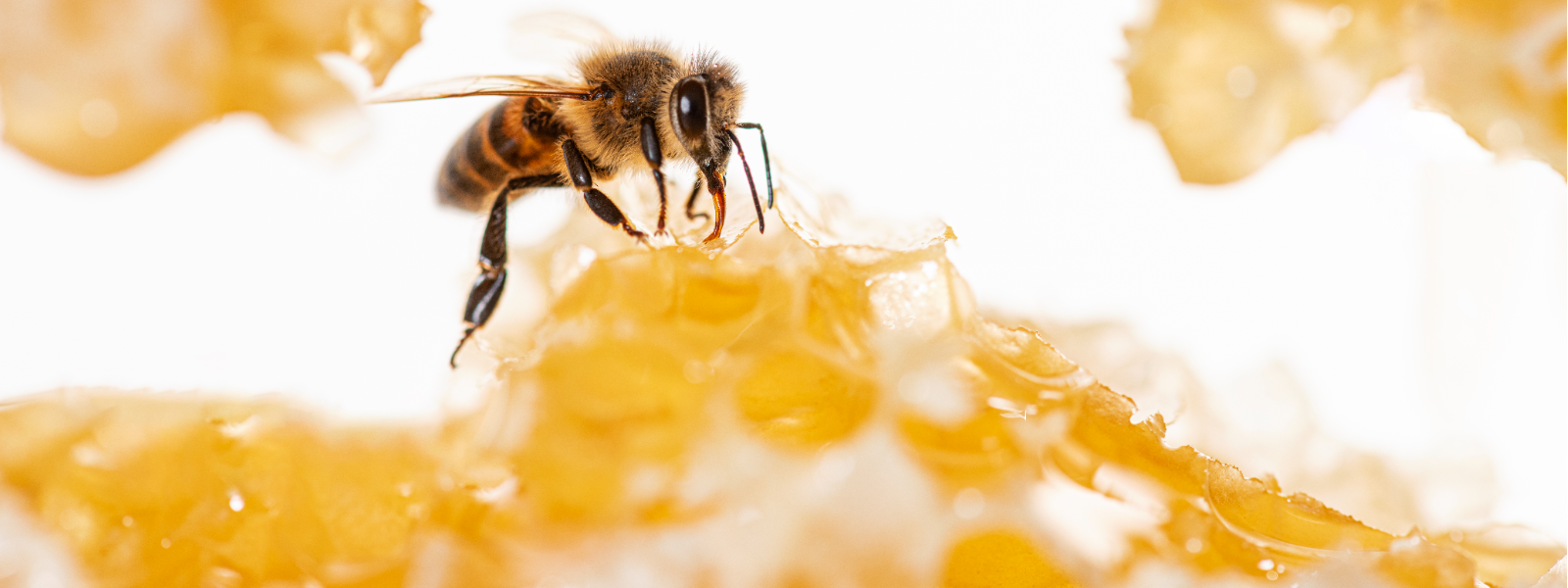 RMMESINDUS OÜ - sale of honey, natural honey, Sale of beehives, sale of bee colonies, bee families, Sales, e-shop, beehiv...