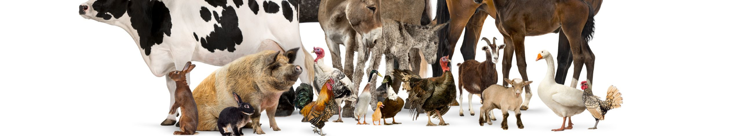 feed additives for farm animals and birds, oral solutions for farm animals and birds, profivet products, for cows, cattle, calves, for pigs, feed additives for sheep, feed additives for goats, feed additives for farm animals, oral solutions for livestock, profivet animal care products