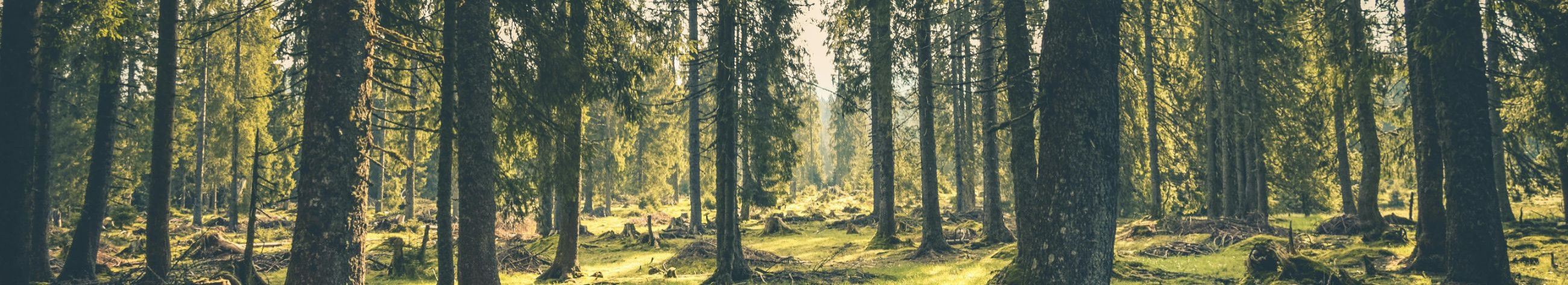 evaluation of forests, preparation of forest management plans, advising private forest owners, preparation of expert assessments, legal advice on forestry, forest management plan, deforestation plan, conservation and ecological consulting, additional renewal of the plan, legal advice