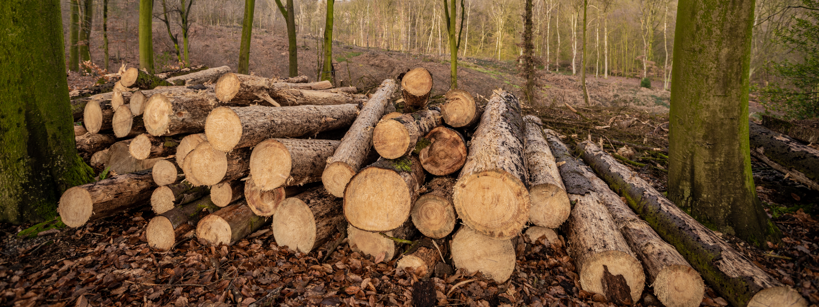 Support services to forestry in Tartu