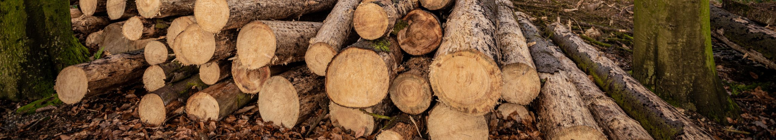 puidu realiseerimine, jätkusuutlikud metsandustavad, kogenud ettevõtjate metsamajandus, raieõiguste müümine, turundusstrateegiad, metsateatise esitamine, metsamajandusalane nõustamine, registreeritud kinnisasja müük, raieõigused, läbipaistev hinnakujundus