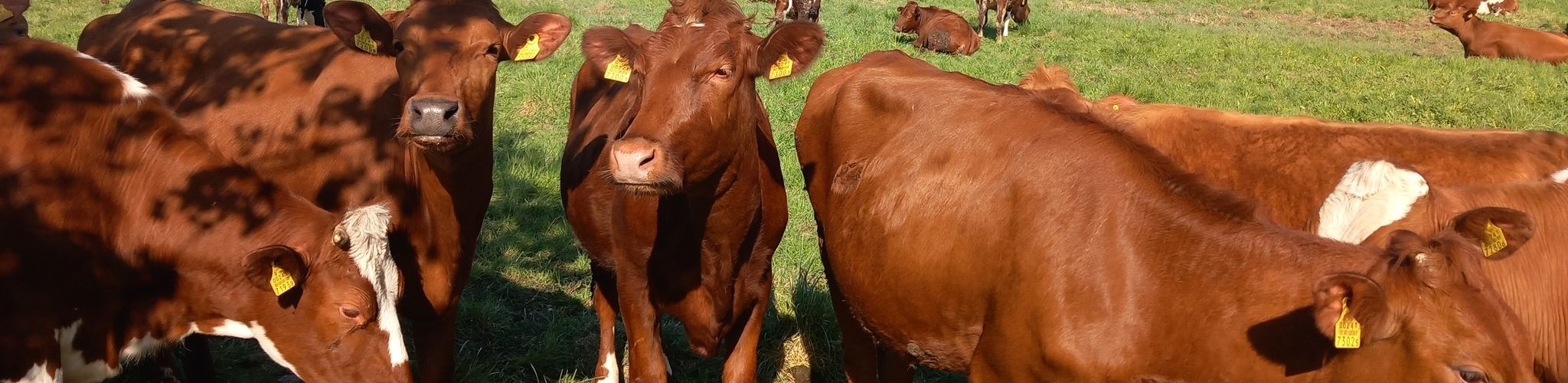 Veterinaarteenuse osutamine põllumajandusloomadele. Eelkõige veistele ja lammastele. Sealhulgas karja nõustamine.