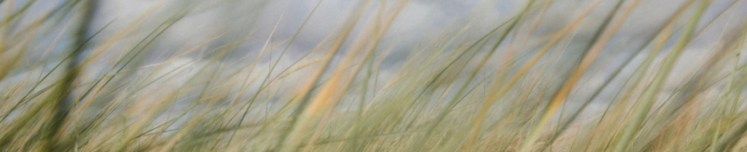 Simple handicraft beers inspired by the nature of Hiiumaa in the restaurant and e-shop. We offer breweries, group visits and local deliveries.