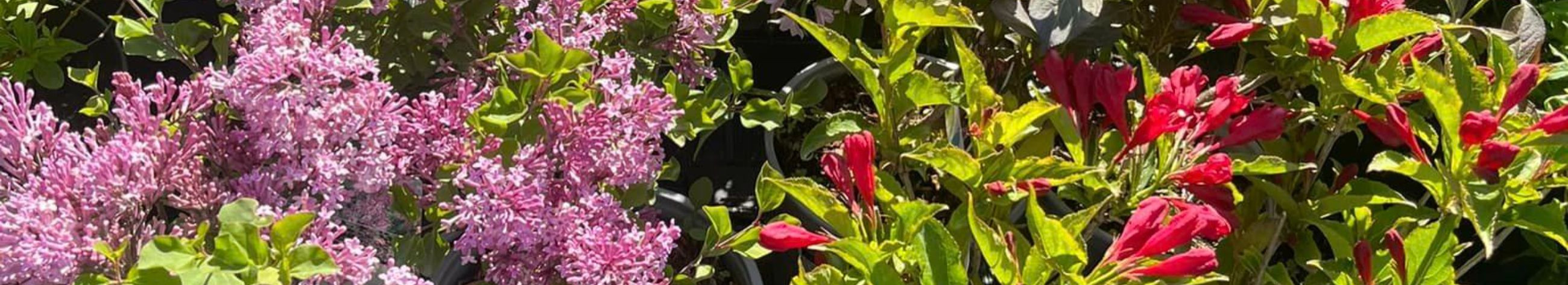 Lillekirg OÜ on spetsialiseerunud mitmekesise valiku taimede müügile ja kasvatamisele, pakkudes erksaid üheaastaseid taimi ja püsiva ilu püsikuid, mis rikastavad nii kodu kui ka kontorit.