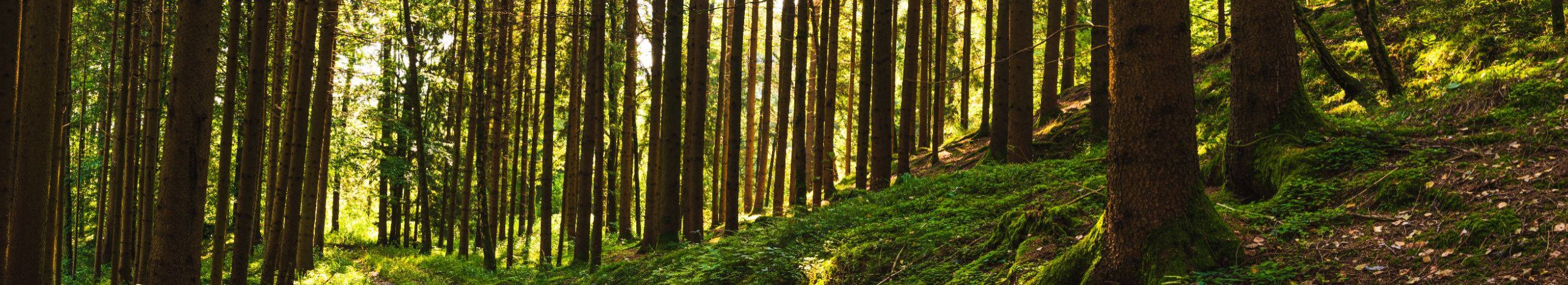 GOBLIN SHREDDER OÜ aitab metsal kasvada tugevamaks läbi täpse ja vastutustundliku hoolduse. Pakume istutust, valgustusraiet, kultuurihooldust ning tehnoloogilisi lahendusi, mis teevad metsanduse targemaks ja efektiivsemaks.