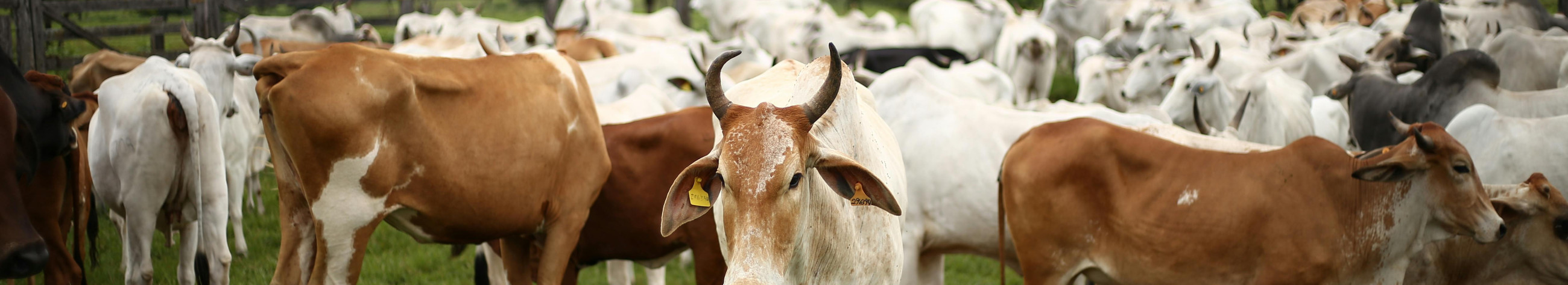 We are combining livestock farming and plant production into a working whole. We focus on the welfare, production and sustainable management of the herd.