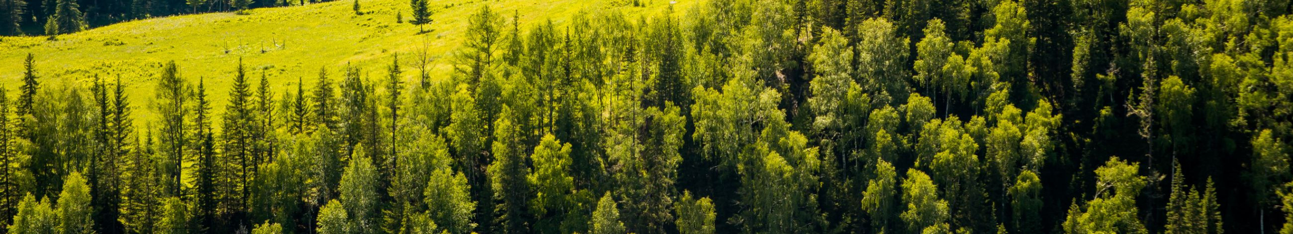 Pakume laia valikut professionaalseid metsateenuseid alates metsakinnistute soetamisest ja raieõiguste müügist kuni metsamaterjali transpordi ja hoolduseni.