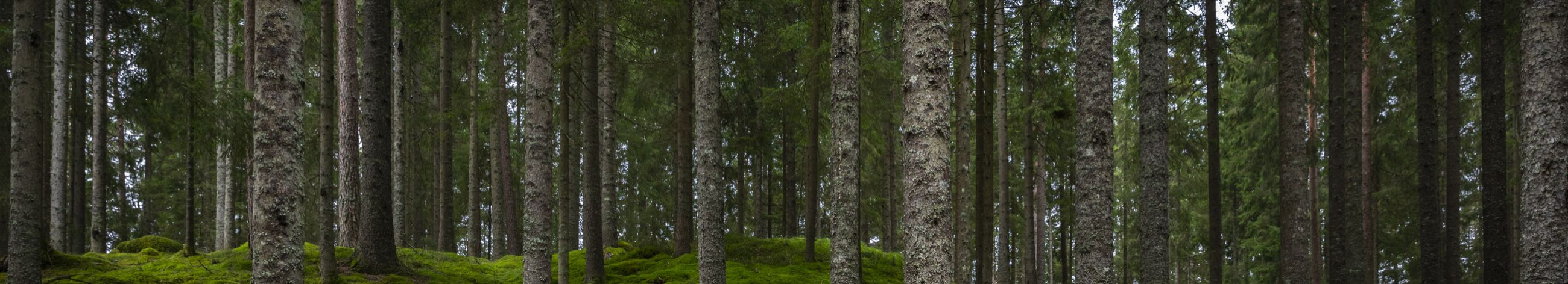 Meie eesmärk on rikastada metsa erinevaid väärtusi ja kasutada metsa säästvalt nii majanduslikust, ökoloogilisest kui ka sotsiaalsest vaatenurgast.