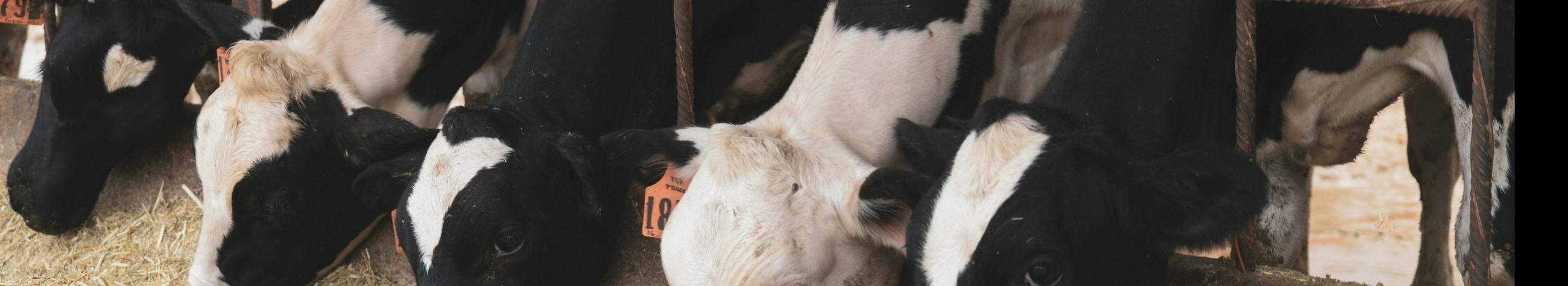 animal welfare, livestock farming, care of animals, feeding animals, Health checks on the herd, Livestock maintenance, checks on animals, Evaluation of the state of the animals, Animal feed management, Feed supply