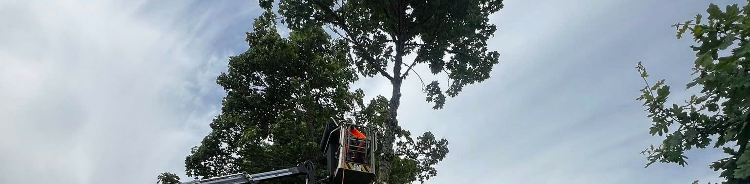 The most comprehensive overview of the company - 50 different interactive graphs and analytical models. Price 49 EUR or monthly fee from 19 EUR