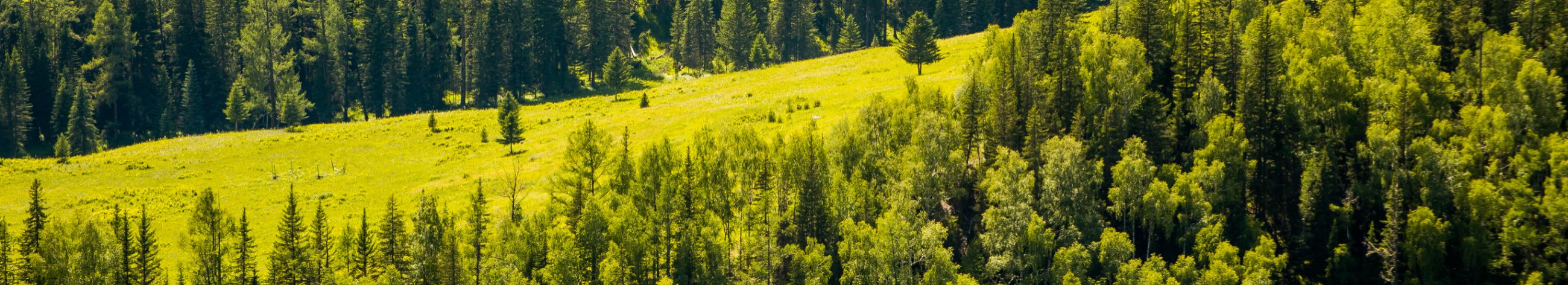 sale of forest properties, logging rights, PURCHASE OF FARMLAND, sale of farmland, purchase of forest properties, purchase of real estate, real estate mediation, sale of real estate, farmland purchase, real estate sales