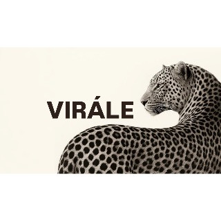 VIRALE OÜ logo