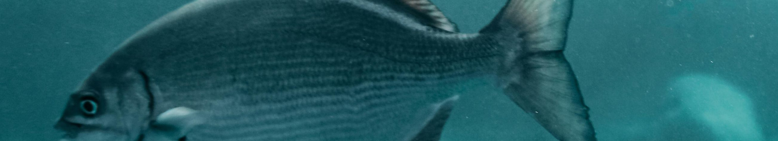 Comprehensive solutions for fish farming from establishment to day-to-day maintenance. We help keep production efficient, fish well maintained and the growth process reliable.