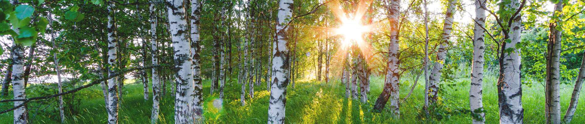 RMK on Eesti riigile kuuluva metsa ja teiste mitmekesiste looduskoosluste hoidja, kaitsja ja majandaja. RMK kasvatab metsa, hoiab loodusväärtusi, teenib riigile metsa majandades tulu, loob looduses liikumise võimalusi ja jagab loodusharidust.